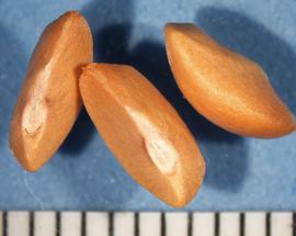   Seeds:   Phyllanthus emblica ; Photo by A. Margina, USDA APHIS PPQ, imageID.idtools.org
